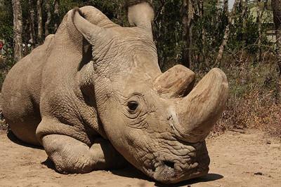 Art7wing : Kematian Pejantan Badak Putih Terakhir Di Dunia